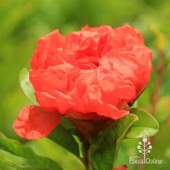 Pomegranate Double Orange -Australian Plants Online Sales apo double pomegranate flower opening