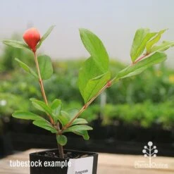 Pomegranate Double Orange -Australian Plants Online Sales apo double pomegranate tubestock