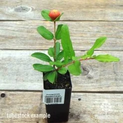 Pomegranate Double Orange -Australian Plants Online Sales apo double pomegranate tubestock top