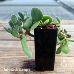 Crassula Dubia - Succulent -Australian Plants Online Sales apo dubia tubestock reverse