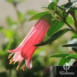 Correa Dusky Bells -Australian Plants Online Sales apo dusky bells correa flower raindrop