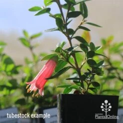 Correa Dusky Bells -Australian Plants Online Sales apo dusky bells correa flower tubestock