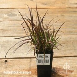 Pennisetum - Dwarf Purple Fountain Grass -Australian Plants Online Sales apo dwarf pfg tubestock top
