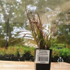 Pennisetum - Dwarf Purple Fountain Grass -Australian Plants Online Sales apo dwarf pfg tubestock2