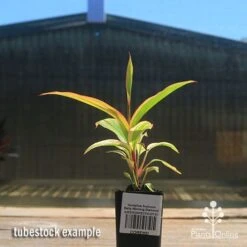 Australian Plants Online Sales -Australian Plants Online Sales apo early morning diamond tubestock