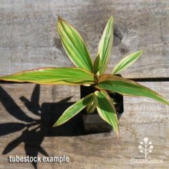 Cordyline Fruticosa Early Morning Diamond -Australian Plants Online Sales apo early morning diamond tubestock top