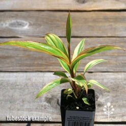 Cordyline Fruticosa Early Morning Diamond -Australian Plants Online Sales apo early morning diamond tubestock2
