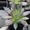 Echeveria Black Knight - Succulent -Australian Plants Online Sales apo echeveria black knight