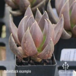 Echeveria Black Knight - Succulent -Australian Plants Online Sales apo echeveria black knight tubestock