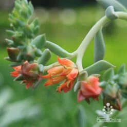Echeveria Topsy Turvy - Succulent 18 Echeveria Topsy Turvy - Succulent -Australian Plants Online Sales apo echeveria topsy turvy flowers
