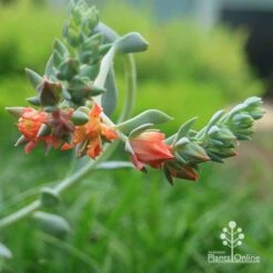 Echeveria Topsy Turvy - Succulent 21 Echeveria Topsy Turvy - Succulent -Australian Plants Online Sales apo echeveria topsy turvy flowerstem