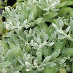 Eremophila Blue Horizon - Emu Bush -Australian Plants Online Sales apo eremophila blue horizon foliage