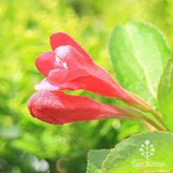 Weigela Eva Rathke -Australian Plants Online Sales apo eva rathke weigela flowerbuds
