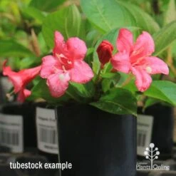 Weigela Eva Rathke -Australian Plants Online Sales apo eva rathke weigela tubestock flowering
