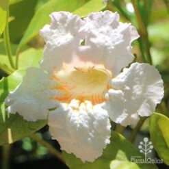 Radermachera Everlasting Beauty -Australian Plants Online Sales apo everlasting beauty radermachera flower close