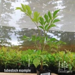 Radermachera Everlasting Beauty -Australian Plants Online Sales apo everlasting beauty radermachera tubestock