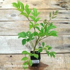 Radermachera Everlasting Beauty -Australian Plants Online Sales apo everlasting beauty radermachera tubestock top