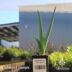Aloe Plicatilis - Fan Aloe - Succulent -Australian Plants Online Sales apo fan aloe tubestock