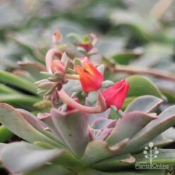 Echeveria Fantastic Fountain - Succulent 17 Echeveria Fantastic Fountain - Succulent -Australian Plants Online Sales apo fantastic fountain flower