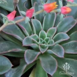 Echeveria Fantastic Fountain - Succulent 19 Echeveria Fantastic Fountain - Succulent -Australian Plants Online Sales apo fantastic fountain fountaining