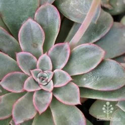 Echeveria Fantastic Fountain - Succulent 15 Echeveria Fantastic Fountain - Succulent -Australian Plants Online Sales apo fantastic fountain leaf colour