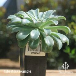 Echeveria Fantastic Fountain - Succulent 13 Echeveria Fantastic Fountain - Succulent -Australian Plants Online Sales apo fantastic fountain tubestock