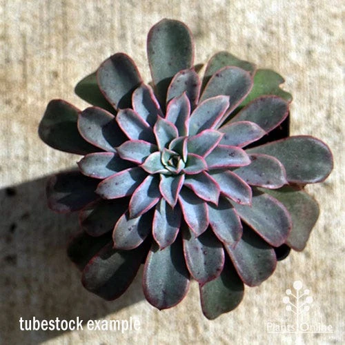 Echeveria Fantastic Fountain - Succulent 3 Echeveria Fantastic Fountain - Succulent