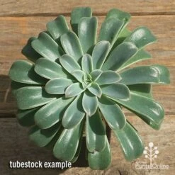Echeveria Fantastic Fountain - Succulent 16 Echeveria Fantastic Fountain - Succulent -Australian Plants Online Sales apo fantastic fountain tubestock top perfect