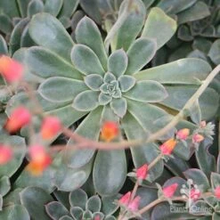 Echeveria Fantastic Fountain - Succulent 18 Echeveria Fantastic Fountain - Succulent -Australian Plants Online Sales apo fantastic fountain 1