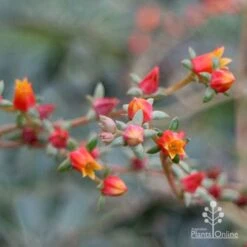 Echeveria Fantastic Fountain - Succulent 14 Echeveria Fantastic Fountain - Succulent -Australian Plants Online Sales apo fantasticfountain flowers