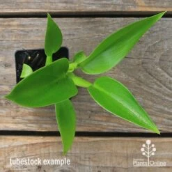 Philodendron Fat Boy -Australian Plants Online Sales apo fat boy tubestock top