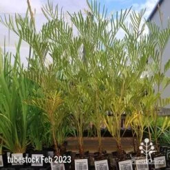 Grevillea Sandra Gordon 13 Grevillea Sandra Gordon -Australian Plants Online Sales apo feb sandra gordon