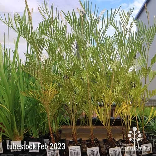 Grevillea Sandra Gordon 5 Grevillea Sandra Gordon - Image 3