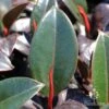 Ficus Elastica Burgundy - Rubber Plant -Australian Plants Online Sales apo ficus burgundy new leaf