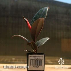 Ficus Elastica Burgundy - Rubber Plant -Australian Plants Online Sales apo ficus burgundy rubber plant tubestock