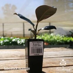 Ficus Elastica Burgundy - Rubber Plant -Australian Plants Online Sales apo ficus burgundy tubestock