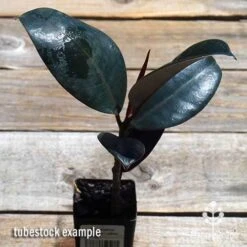 Ficus Elastica Burgundy - Rubber Plant -Australian Plants Online Sales apo ficus burgundy tubestock top