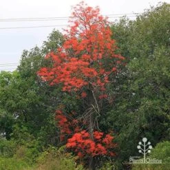 Illawarra Flame Tree - Brachychiton 17 Illawarra Flame Tree - Brachychiton -Australian Plants Online Sales apo flame tree nursery hedge