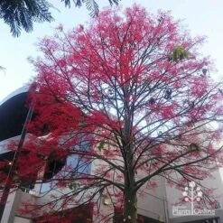 Illawarra Flame Tree - Brachychiton 24 Illawarra Flame Tree - Brachychiton -Australian Plants Online Sales apo flame tree rsl