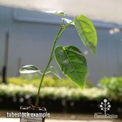 Illawarra Flame Tree - Brachychiton 22 Illawarra Flame Tree - Brachychiton -Australian Plants Online Sales apo flame tree tubestock