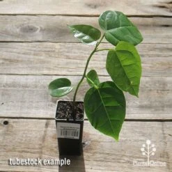 Illawarra Flame Tree - Brachychiton 16 Illawarra Flame Tree - Brachychiton -Australian Plants Online Sales apo flame tree tubestock top