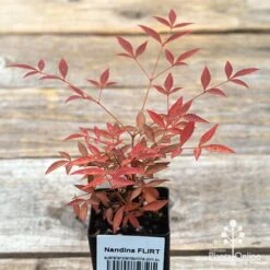 Nandina FLIRT -Australian Plants Online Sales apo flirt tubestock top