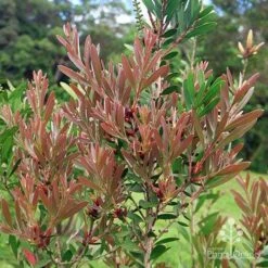 Callistemon Fluro Burst -Australian Plants Online Sales apo fluro burst foliage