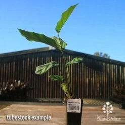 Calathea Freddy -Australian Plants Online Sales apo freddy tubestock tall