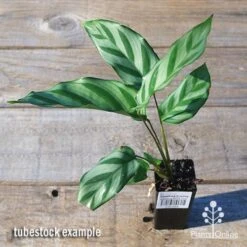 Calathea Freddy -Australian Plants Online Sales apo freddy tubestock top