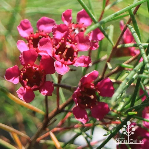 Chamelaucium Free Spirit - Waxflower 4 Chamelaucium Free Spirit - Waxflower - Image 2