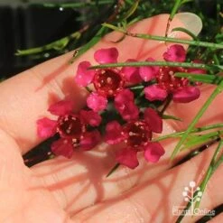 Chamelaucium Free Spirit - Waxflower 15 Chamelaucium Free Spirit - Waxflower -Australian Plants Online Sales apo free spirit deep pink
