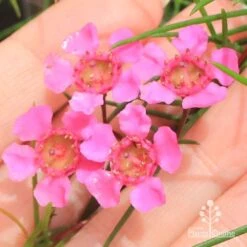 Chamelaucium Free Spirit - Waxflower 19 Chamelaucium Free Spirit - Waxflower -Australian Plants Online Sales apo free spirit flower closeup