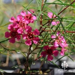 Chamelaucium Free Spirit - Waxflower 17 Chamelaucium Free Spirit - Waxflower -Australian Plants Online Sales apo free spirit magenta