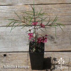 Chamelaucium Free Spirit - Waxflower 18 Chamelaucium Free Spirit - Waxflower -Australian Plants Online Sales apo free spirit waxflower tubestock